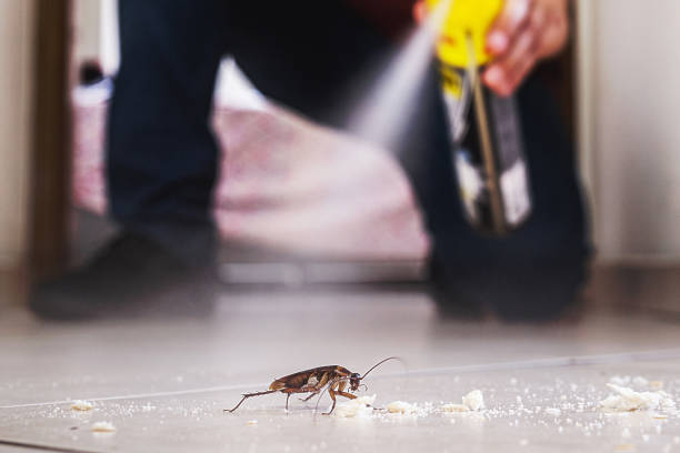 Reliable Revere, MA Pest Control Solutions
